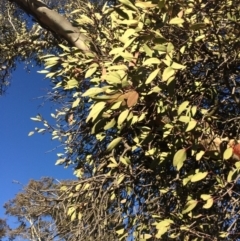 Muellerina eucalyptoides (Creeping Mistletoe) at Goorooyarroo NR (ACT) - 16 Jul 2019 by mcosgrove