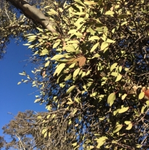 Muellerina eucalyptoides at Amaroo, ACT - 16 Jul 2019 03:16 PM