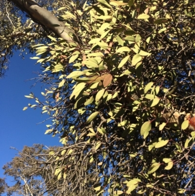 Muellerina eucalyptoides (Creeping Mistletoe) at Goorooyarroo NR (ACT) - 16 Jul 2019 by mcosgrove