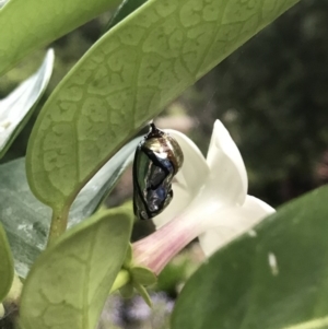 Euploea corinna at Doonan, QLD - 29 Jan 2019