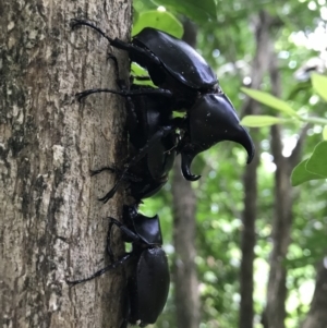 Xylotrupes ulysses australicus at Doonan, QLD - 30 Dec 2018