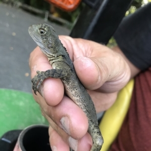 Intellagama lesueurii lesueurii at Doonan, QLD - 28 Nov 2018 04:54 PM