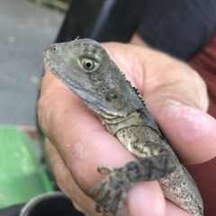 Intellagama lesueurii lesueurii at Doonan, QLD - 28 Nov 2018 04:54 PM