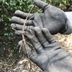 Acrophylla titan at Doonan, QLD - 29 Sep 2018