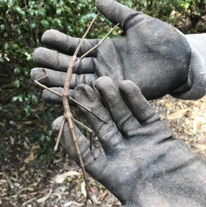 Acrophylla titan at Doonan, QLD - suppressed