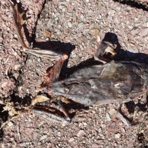 Rhinella marina at Peregian Beach, QLD - 16 Jul 2019 10:10 AM