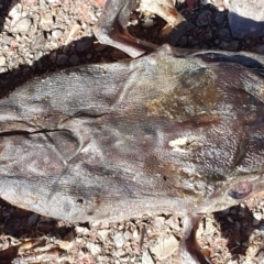 Rhinella marina at Peregian Beach, QLD - 16 Jul 2019