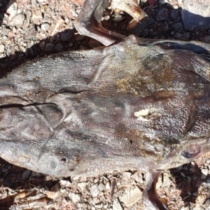 Rhinella marina at Peregian Beach, QLD - 16 Jul 2019