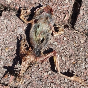 Rhinella marina at Peregian Beach, QLD - 16 Jul 2019 10:10 AM