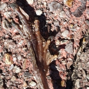 Rhinella marina at Peregian Beach, QLD - 16 Jul 2019