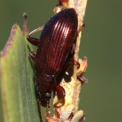 Homotrysis sp. (genus) (Darkling beetle) at Rosedale, NSW - 31 Mar 2019 by jb2602