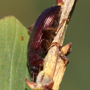 Homotrysis sp. (genus) at Rosedale, NSW - 31 Mar 2019