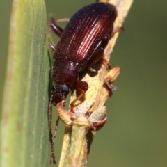 Homotrysis sp. (genus) at Rosedale, NSW - 31 Mar 2019 10:53 AM