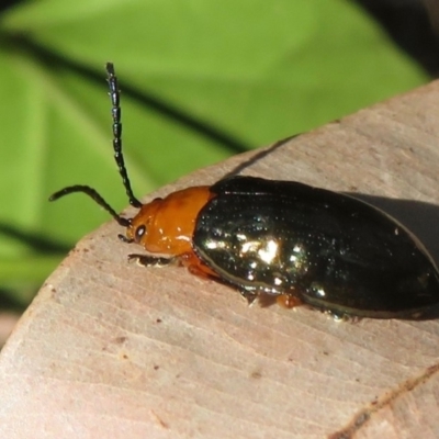 Lamprolina (genus) (Pittosporum leaf beetle) at Wandella, NSW - 20 Jul 2019 by RobParnell