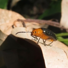 Lamprolina (genus) at Wandella, NSW - 20 Jul 2019 01:10 PM