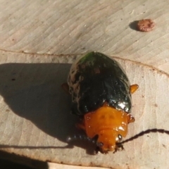 Lamprolina (genus) at Wandella, NSW - 20 Jul 2019 01:10 PM