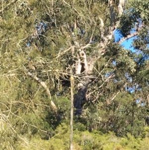 Native tree with hollow(s) at Jeremadra, NSW - 20 Jul 2019