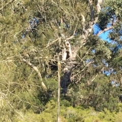 Native tree with hollow(s) (Native tree with hollow(s)) at Jeremadra, NSW - 20 Jul 2019 by nickhopkins