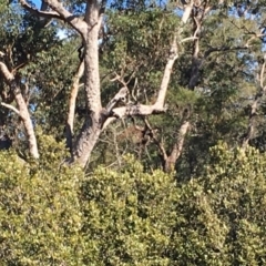 Native tree with hollow(s) (Native tree with hollow(s)) at Batemans Marine Park - 20 Jul 2019 by nickhopkins