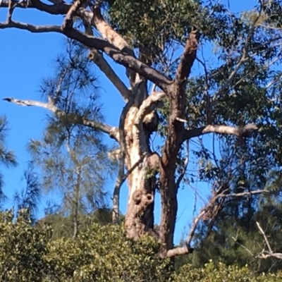 Native tree with hollow(s) (Native tree with hollow(s)) at Batemans Marine Park - 20 Jul 2019 by nickhopkins