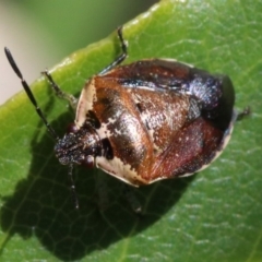 Monteithiella humeralis (Pittosporum shield bug) at Rosedale, NSW - 30 Mar 2019 by jbromilow50