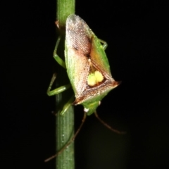 Sastragala versicolor (Shield bug) at Rosedale, NSW - 6 Jul 2019 by jbromilow50