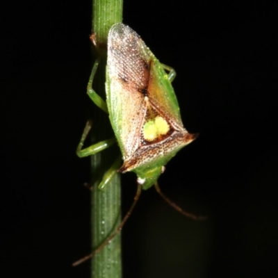 Sastragala versicolor (Shield bug) at Rosedale, NSW - 6 Jul 2019 by jb2602