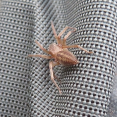 Clubiona sp. (genus) (Unidentified Stout Sac Spider) at Cotter River, ACT - 17 Mar 2019 by RobParnell