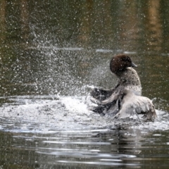 Chenonetta jubata (Australian Wood Duck) at Mogo State Forest - 6 Jul 2019 by jb2602