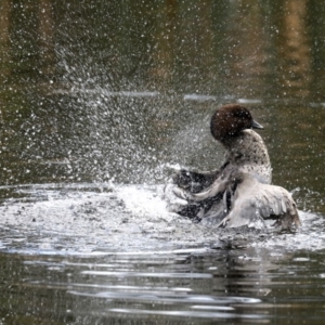 Chenonetta jubata at Mogo, NSW - 6 Jul 2019