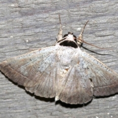 Pantydia sparsa (Noctuid Moth) at Rosedale, NSW - 29 Mar 2019 by jb2602