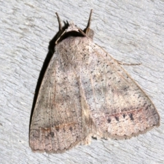 Pantydia sparsa at Rosedale, NSW - 29 Mar 2019 10:04 PM