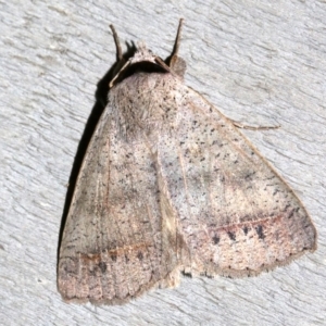 Pantydia sparsa at Rosedale, NSW - 29 Mar 2019 10:04 PM