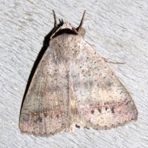 Pantydia sparsa at Rosedale, NSW - 29 Mar 2019 10:04 PM