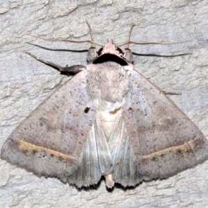 Pantydia capistrata at Rosedale, NSW - 25 Feb 2019 11:42 PM