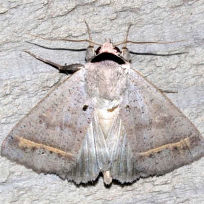 Pantydia capistrata (An Erebid moth) at Rosedale, NSW - 25 Feb 2019 by jbromilow50