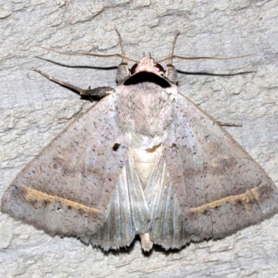 Pantydia capistrata (An Erebid moth) at Rosedale, NSW - 25 Feb 2019 by jb2602