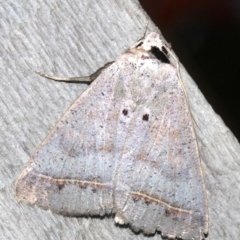 Pantydia capistrata at Rosedale, NSW - 25 Feb 2019 11:42 PM