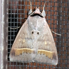 Pantydia capistrata at Rosedale, NSW - 25 Feb 2019 11:42 PM