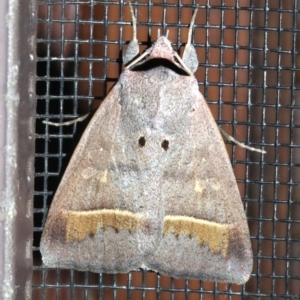 Pantydia capistrata at Rosedale, NSW - 25 Feb 2019 11:42 PM