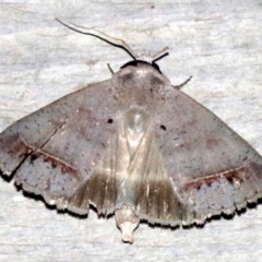 Pantydia capistrata at Rosedale, NSW - 25 Feb 2019 11:42 PM