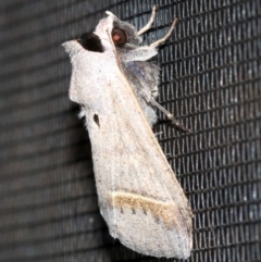 Pantydia capistrata at Rosedale, NSW - 25 Feb 2019 11:42 PM