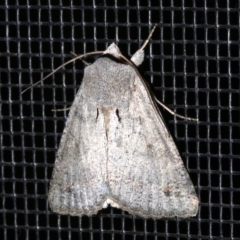 Pantydia diemeni (Erebinae) at Rosedale, NSW - 11 Jul 2019 by jb2602