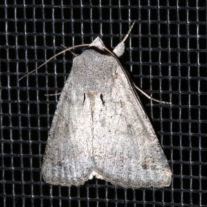 Pantydia diemeni at Rosedale, NSW - 11 Jul 2019 11:20 PM