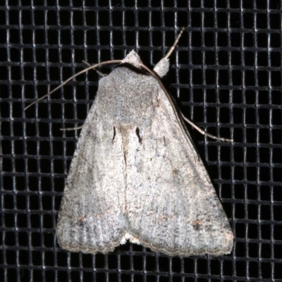 Pantydia diemeni (Erebinae) at Rosedale, NSW - 11 Jul 2019 by jb2602