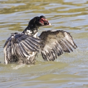 Cairina moschata at Belconnen, ACT - 18 Jul 2019