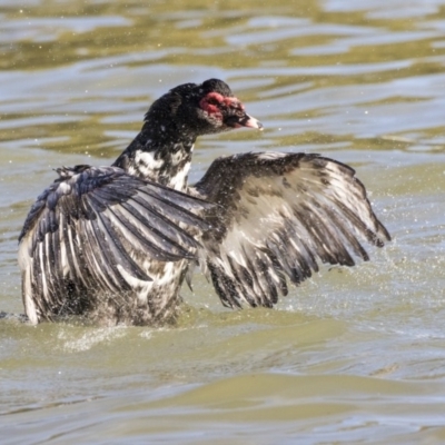 Cairina moschata (Muscovy Duck (Domestic Type)) at Belconnen, ACT - 18 Jul 2019 by AlisonMilton