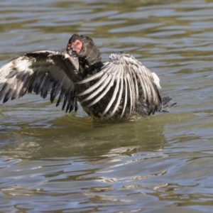 Cairina moschata at Belconnen, ACT - 18 Jul 2019