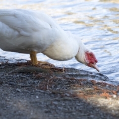 Cairina moschata at Belconnen, ACT - 18 Jul 2019