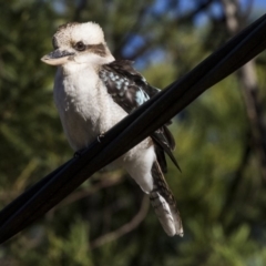 Dacelo novaeguineae (Laughing Kookaburra) at Cotter Reserve - 17 Jul 2019 by Alison Milton